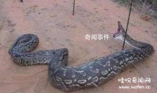 亞馬遜傳說的超級巨蟒到底存不存在 亞馬遜巨蟒到底有多大