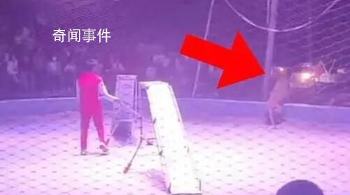 馬戲團獅子表演時欲出逃 觀眾被嚇跑