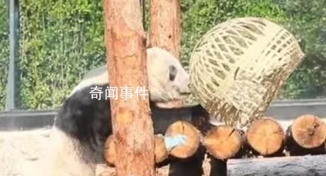 丫丫解鎖新玩具竹籠 丫丫來了