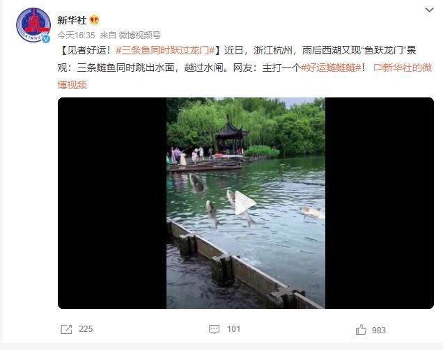 西湖現三條鰱魚同時成功躍過水閘 網友：主打一個好運鰱鰱鰱