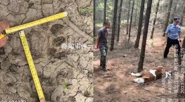 牛犢被咬死現(xiàn)場留巨大爪痕 專家表示可能也是野生東北虎
