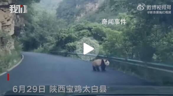 陜西居民駕車途中偶遇淡定大熊貓 圓乎乎胖嘟嘟的大熊貓行走的背影十分可愛