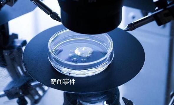 科學家成功培養首個人類胚胎模型 流水線造人或成真