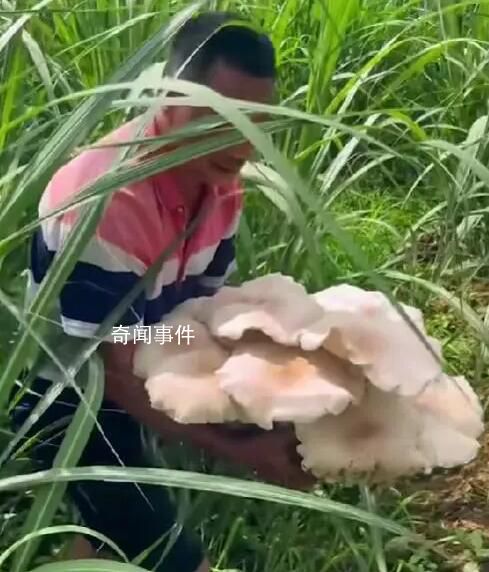 男子外出干活遇超大菌子 網(wǎng)友：羨慕云南人