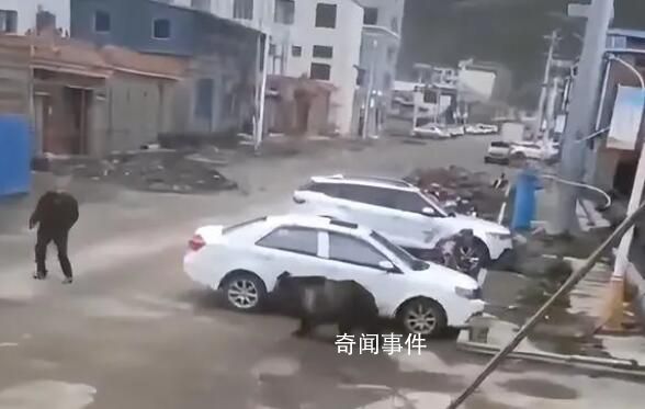 西藏回應縣城中心頻頻熊出沒 引發關注和熱議
