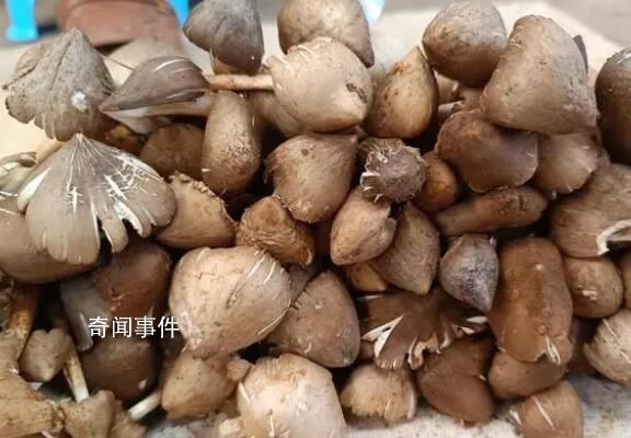 雞樅菌十年漲價(jià)逾十倍 賣到兩三百元一斤