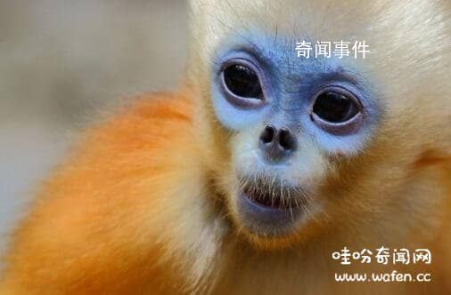 詳解相學最有福氣的7種鼻子 教你分辨哪種鼻子最有財運或長壽