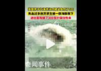 男子游泳被鯊魚襲擊幸有海豚相救 鯊魚5次咬傷他