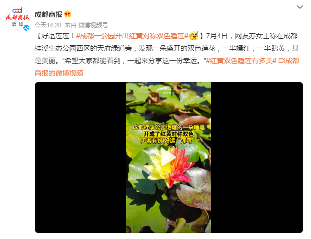 成都一公園開出紅黃對稱雙色睡蓮 一起來分享這一份幸運