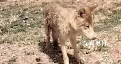 女子無人區(qū)遇乞食狼下車投喂 網(wǎng)友看到這一幕后紛紛表示真的是太無知了