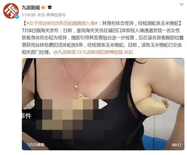 女子用絲襪包5條活蛇藏胸部入境 該批玉米錦蛇已交由相關(guān)部門處理