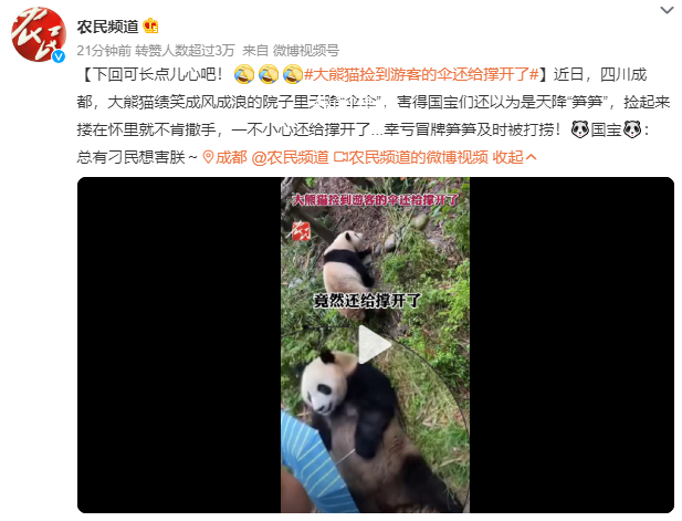 大熊貓撿到游客的傘還給撐開了 害得國寶們還以為是天降筍筍