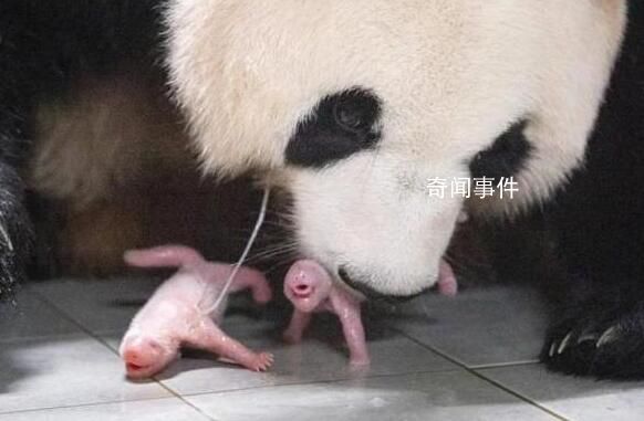 旅韓大熊貓愛寶誕下雙胞胎 目前母女平安
