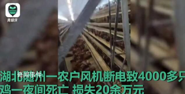 高溫天斷電 雞籠成蒸籠熱死4000只雞 損失20余萬