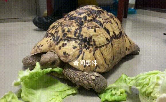 小區驚現40厘米陸龜散步 背部甲殼比常見寵物龜更為高聳