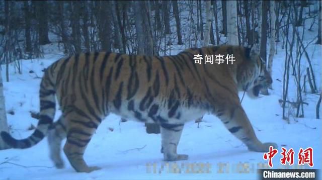 東北虎“完達山一號”再次出現(xiàn)了 悠然地從鏡頭前走過