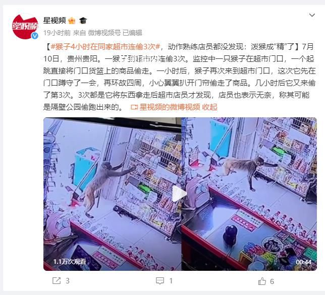 猴子4小時去超市連偷3次 動作熟練店員都沒發現