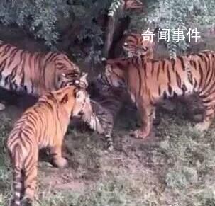 長春一虎園兩東北虎相爭一虎被咬死 疑似工作人員疏于管理