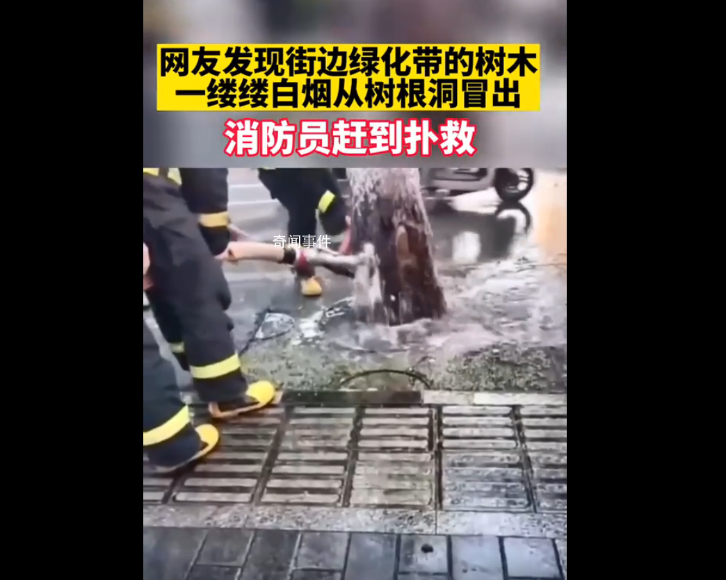 高溫天氣西安一行道樹冒白煙 究竟是怎么回事