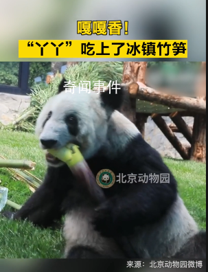 丫丫大口吃冰鎮(zhèn)竹筍 網(wǎng)友：肉眼可見的胖了