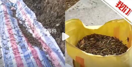 湖南桃江遭遇近十年最嚴重蝗災 數十畝竹林受災