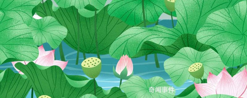 荷葉滴水不沾是什么原因 荷葉滴水不沾是因為荷葉的表面由什么組織