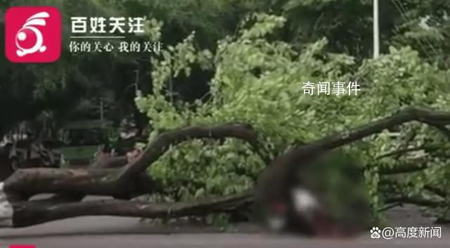 廣西大學大樹傾倒教師疑被砸身亡 目前還不了解具體情況