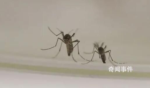 今夏蚊子都熱死了?北京疾控回應