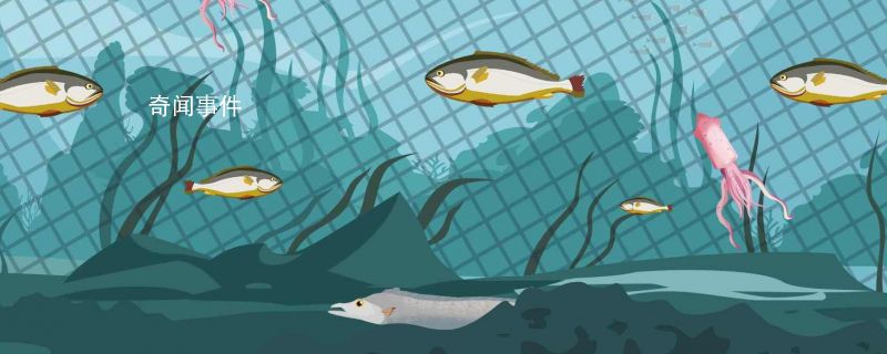 魚在水里會主動喝水嗎 關于魚的冷知識有哪些