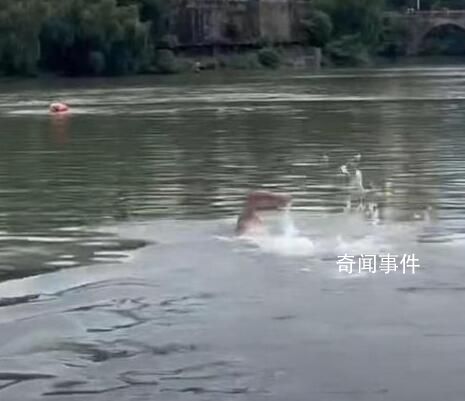 46歲“中國蛙王”跳河救起落水者 曾啟亮個人資料簡介