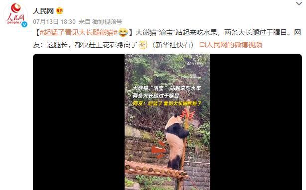 熊貓渝寶站起來吃水果 大長腿矚目