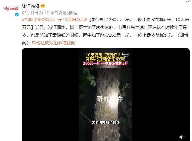 抓知了賣260元一斤10天賺萬元 一晚上最多能抓5斤