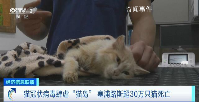 貓冠狀病毒蔓延“貓島”致死率近90%