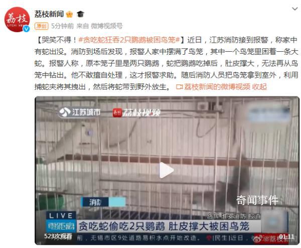 “貪吃蛇”吞下2只鸚鵡被困鳥籠