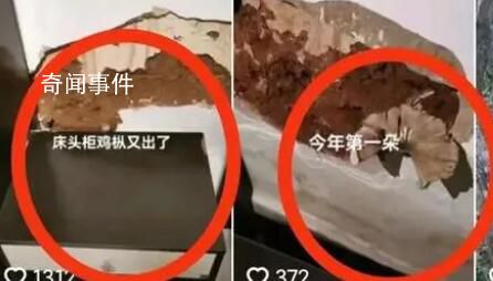 村民家中床頭連續三年長雞樅 引來了不少網友的羨慕