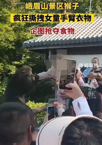 女童被峨眉山猴子撕拽搶奪食物 混亂中有幾名游客摔倒在地