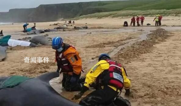 超50頭鯨魚在蘇格蘭海灘擱淺 只有15頭還活著