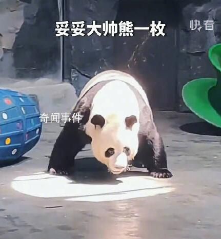 大熊貓急轉(zhuǎn)剎車帥氣亮相 甚至還知道站在聚光燈下