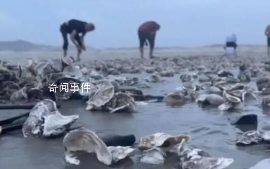 臺風天深圳一海灘出現大量海鮮 深圳臺風最新情況