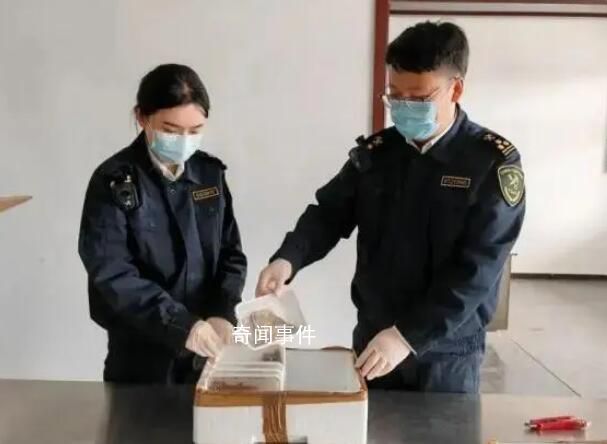 海關查獲10只活體巨人蜈蚣 巨人蜈蚣能毒死人嗎