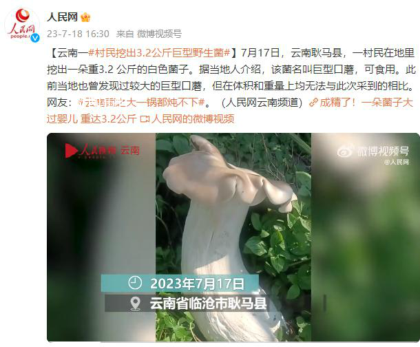 村民挖出3.2公斤巨型野生菌 該菌名叫巨型口蘑