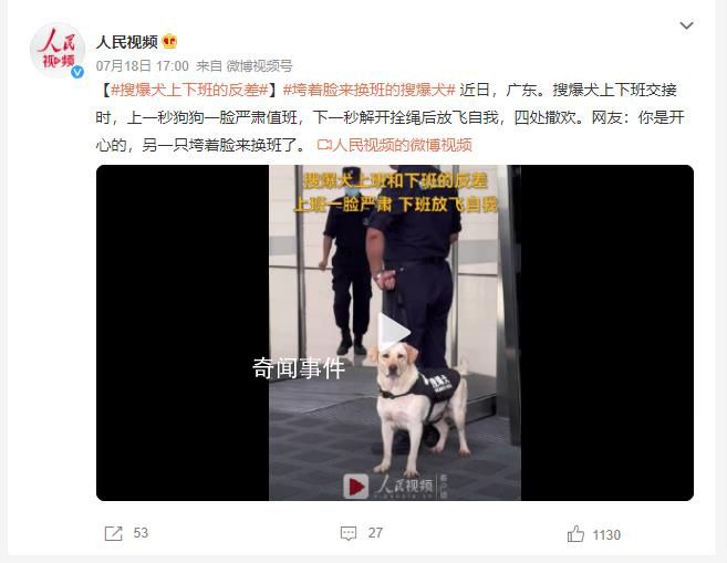 搜爆犬上下班反差 網(wǎng)友：你是開心的另一只垮著臉來換班了
