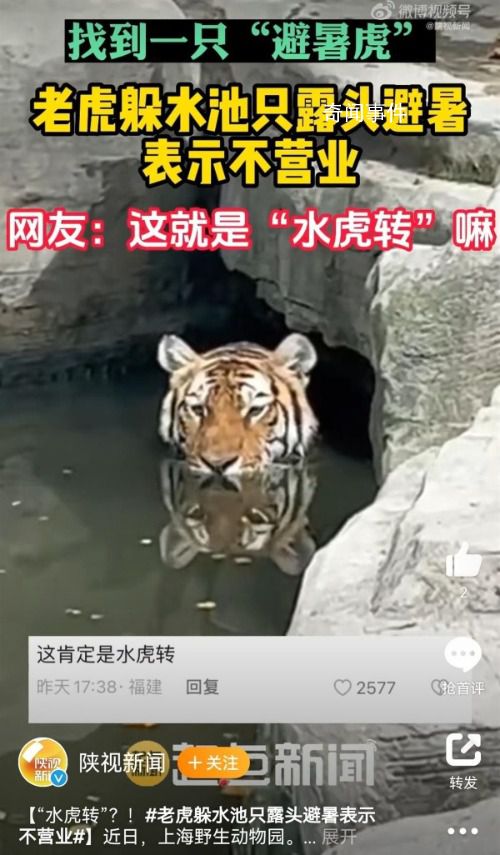 游客逛動物園發現老虎在水里避暑 網友說：把貓貓熱壞了
