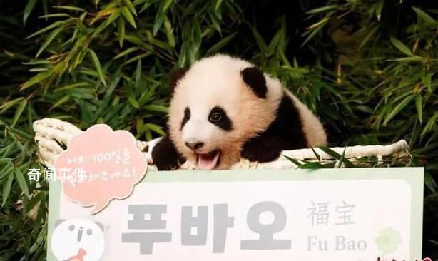 直擊旅韓大熊貓福寶3歲生日派對 一年內回國交朋友