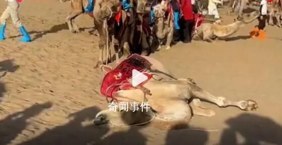 敦煌景區(qū)否認(rèn)供游客騎乘的駱駝死亡 目前景區(qū)對(duì)駱駝已施行輪班制馱運(yùn)游客