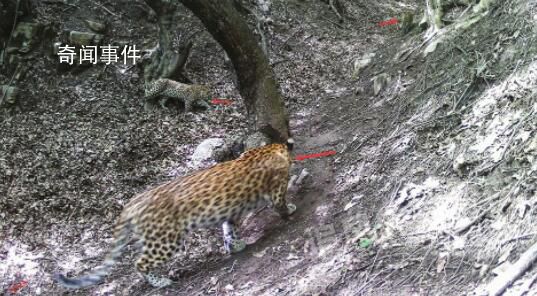 山西孝義拍到三只金錢豹同框 是孝義市第一次拍攝到野生華北豹成群活動