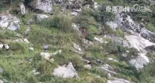 罕見!野生大熊貓與羚牛“對(duì)峙”