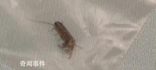 男子含著蟑螂下館子敲詐商家被拘 讓人直呼惡心