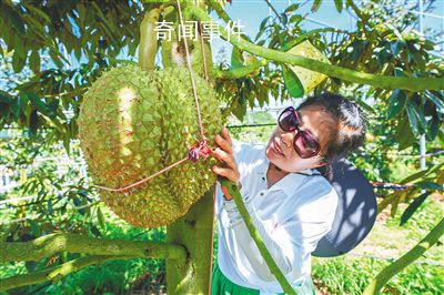 國產榴蓮上市 榴蓮何以安家海南?