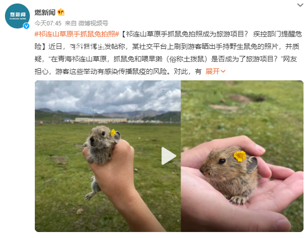 祁連山草原游客手抓鼠兔拍照 有感染傳播鼠疫的風險
